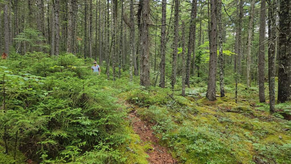windy pitch pond trail