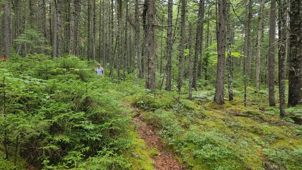 windy pitch pond trail