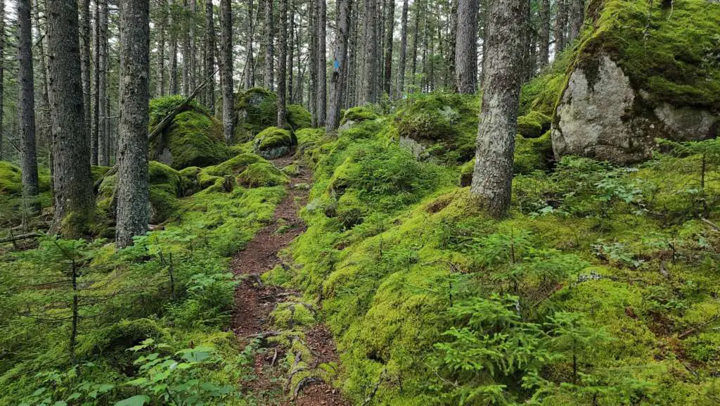 windy pitch pond trail
